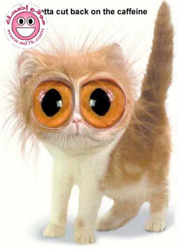 le chat